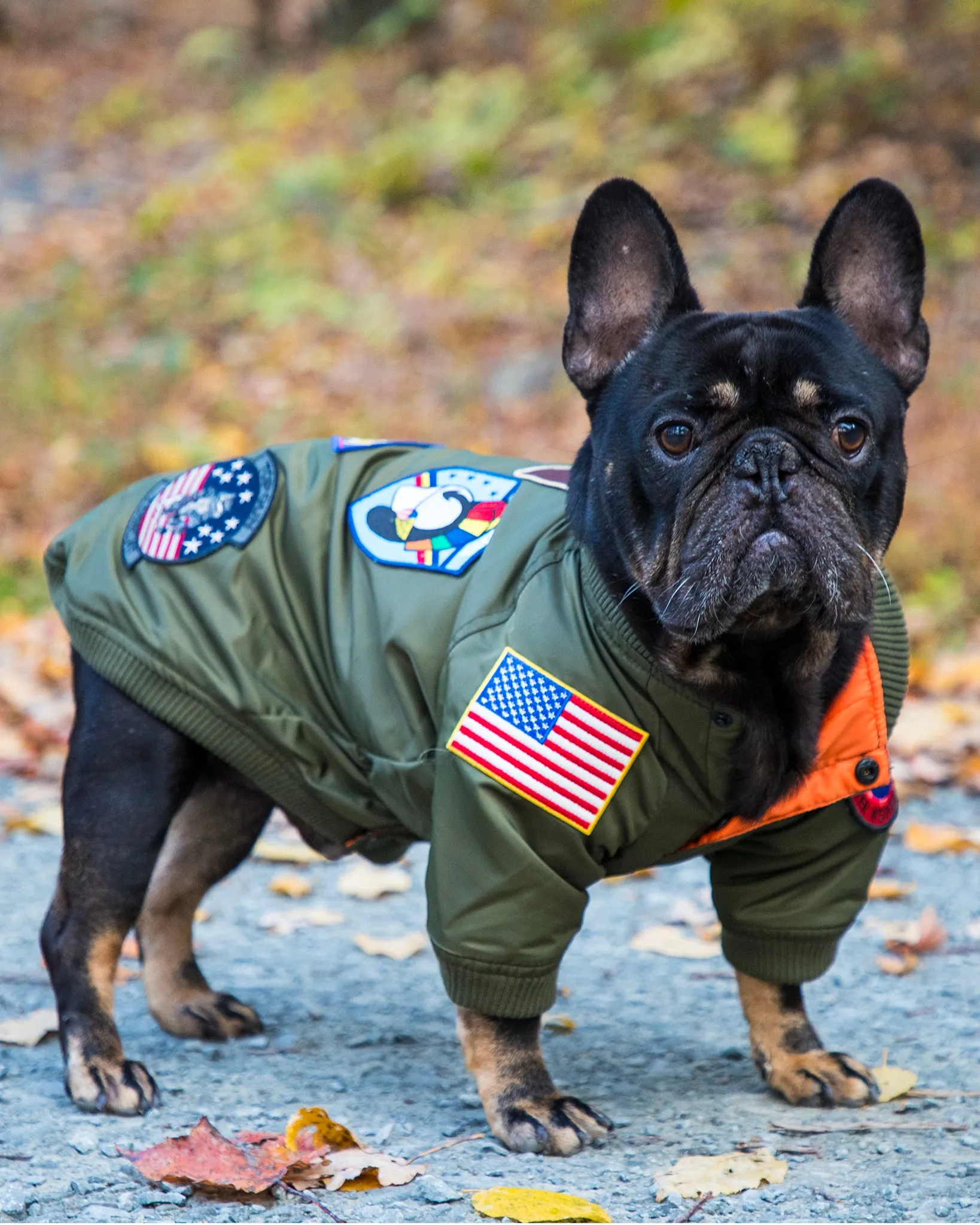 TOP GUN® DOG BOMBER JACKET